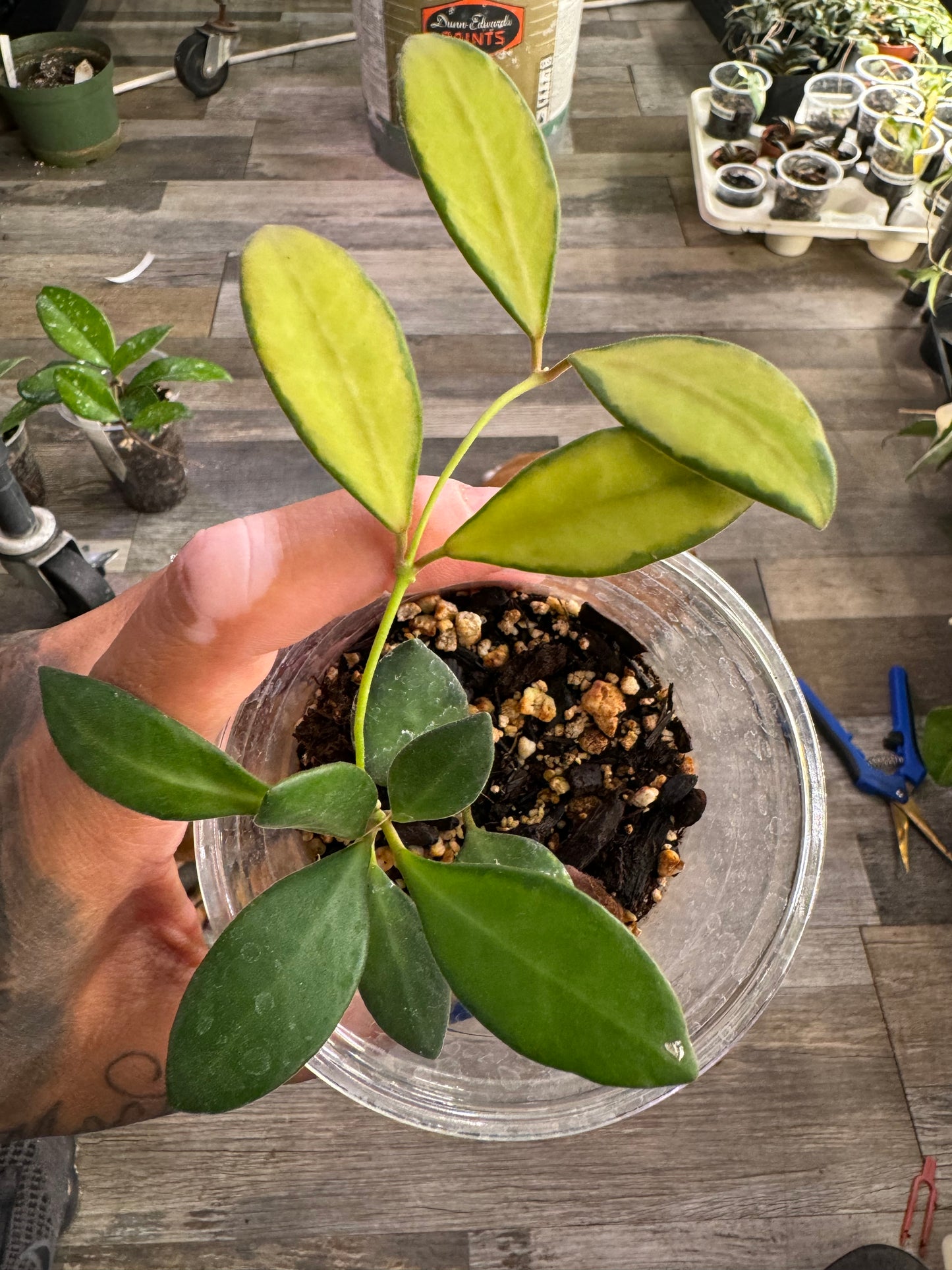 Hoya variegated burtoniae