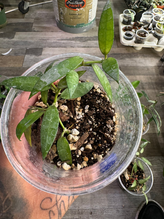 Hoya Lacunosa Mr. Tent