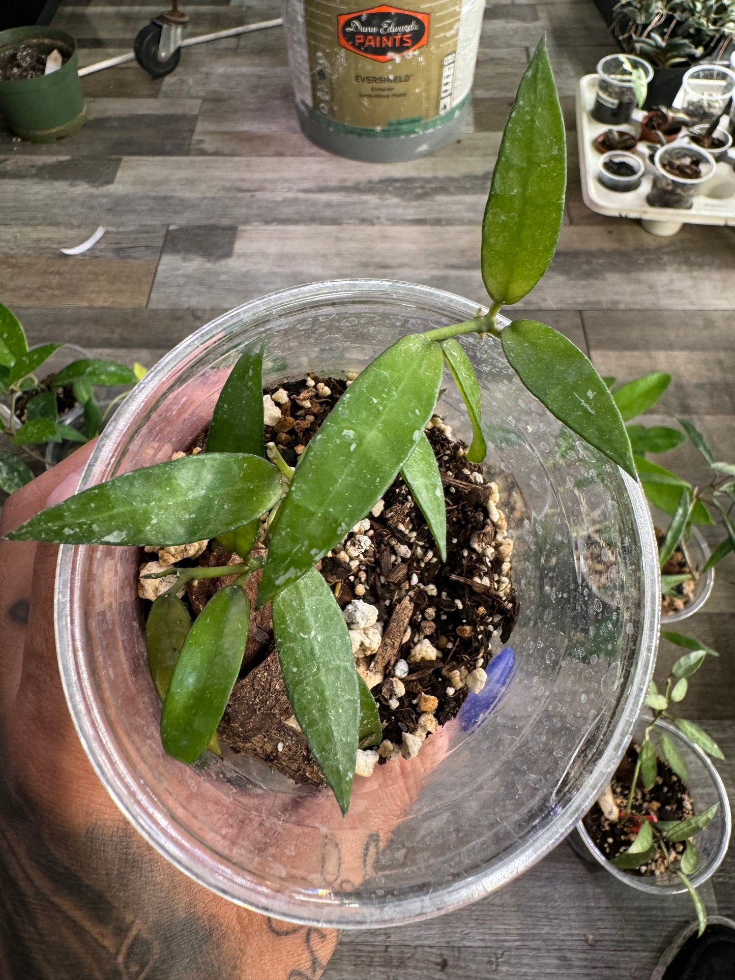 Hoya Lacunosa Mr. Tent