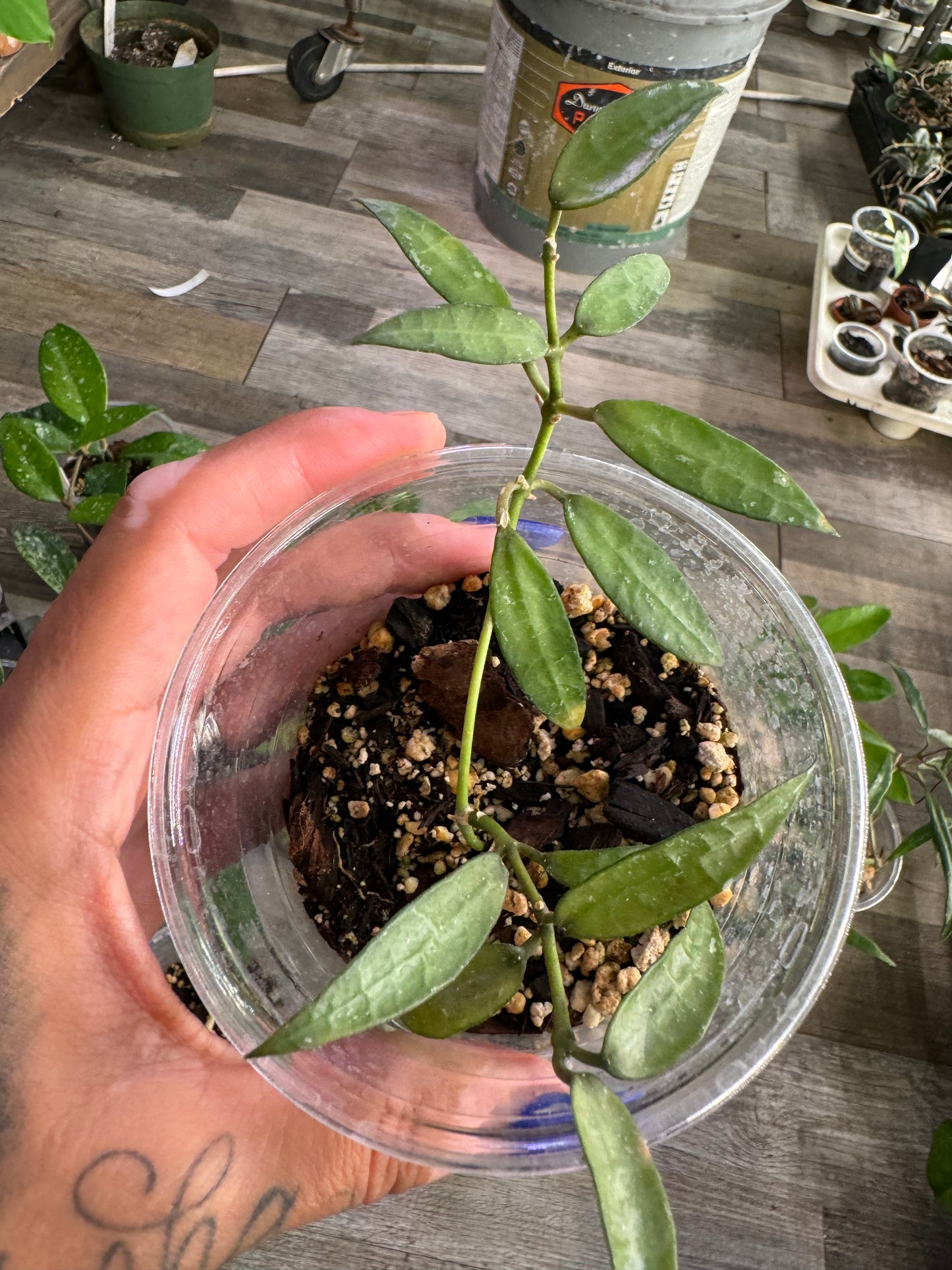 Hoya Lacunosa Mr. Tent