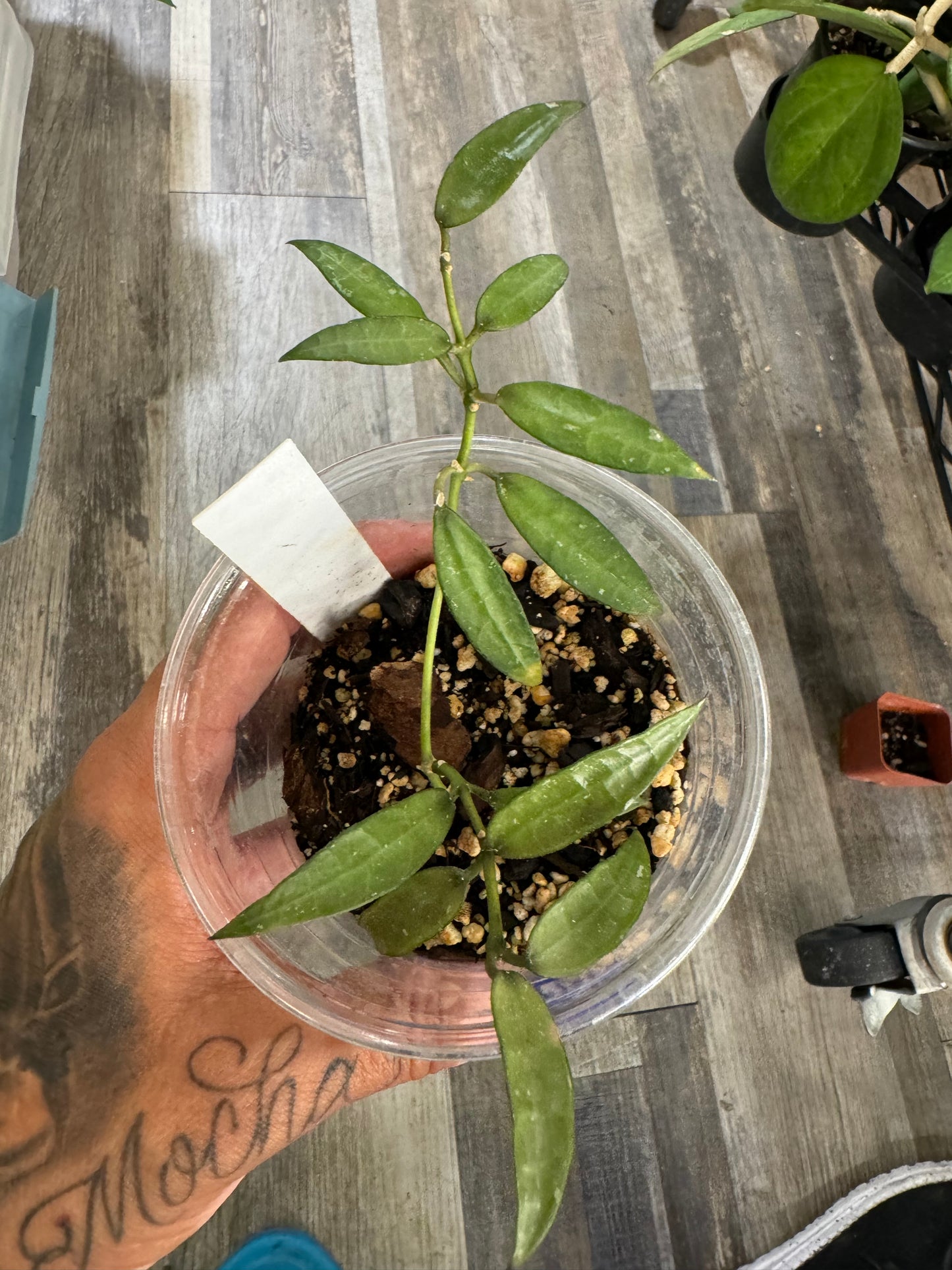 Hoya Lacunosa Mr. Tent