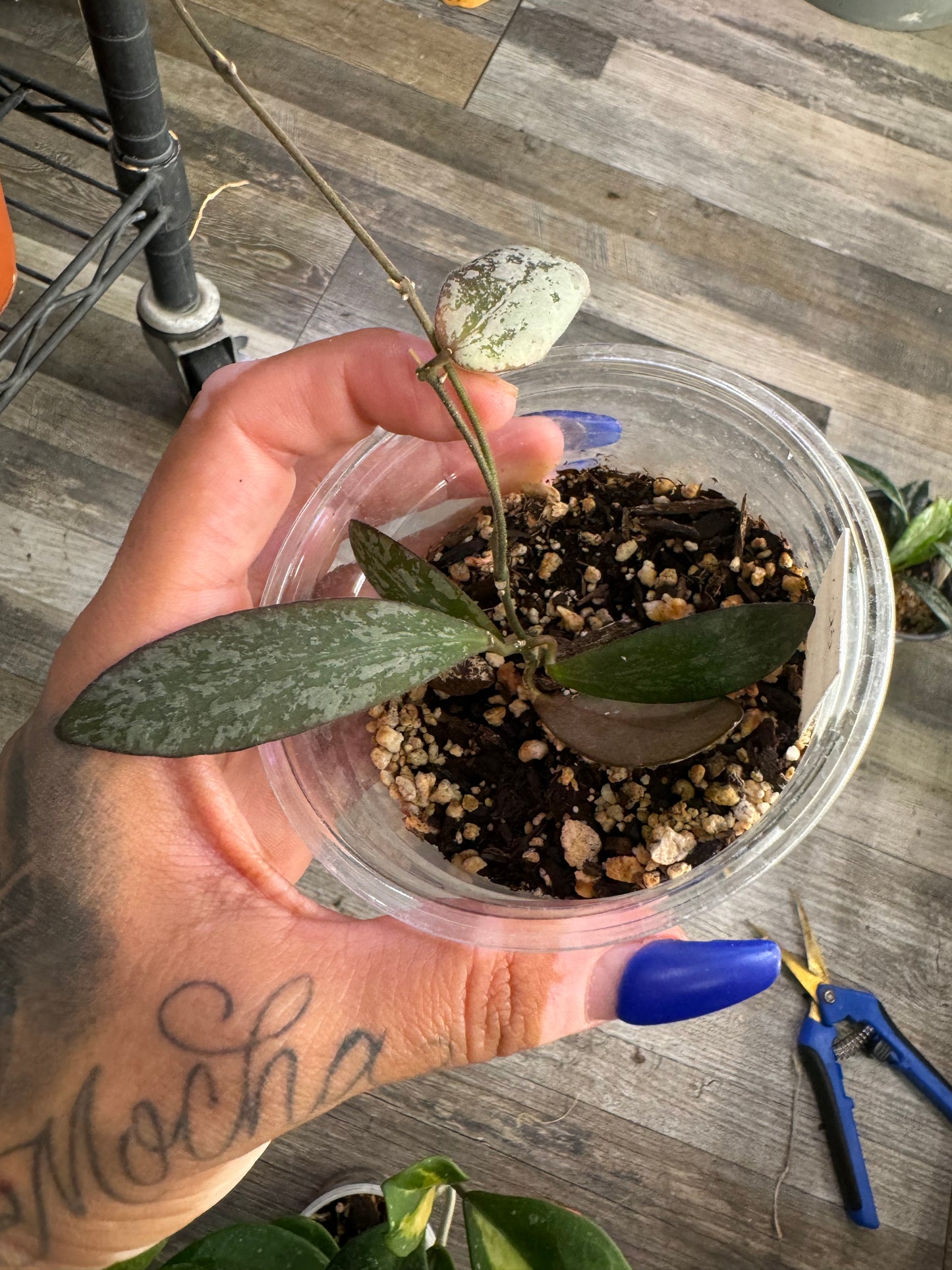 Hoya sigillatis round leaves