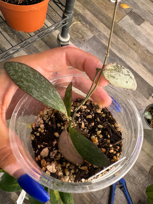 Hoya sigillatis round leaves