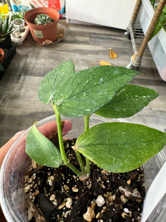 Hoya Polynuera