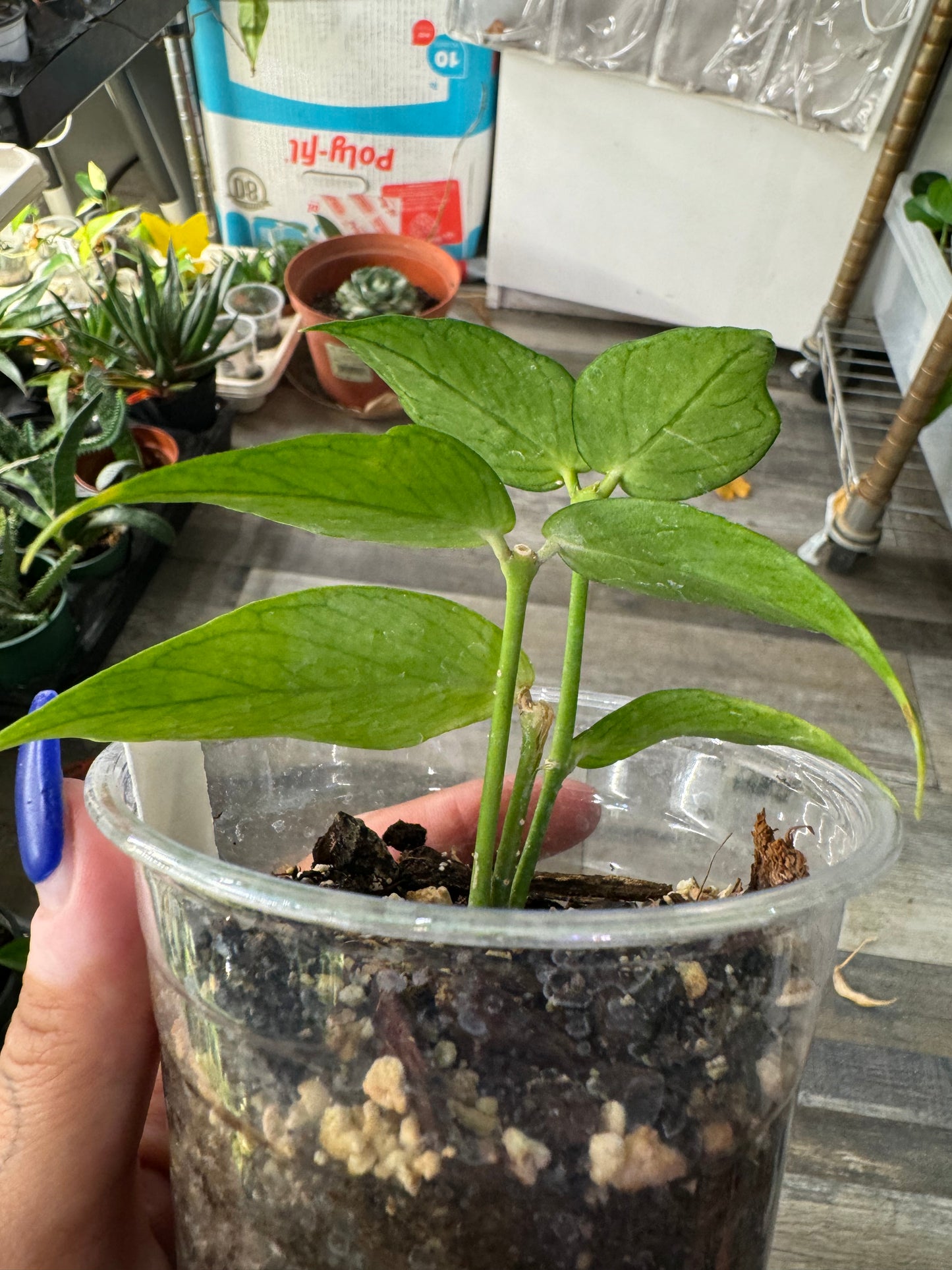 Hoya Polynuera