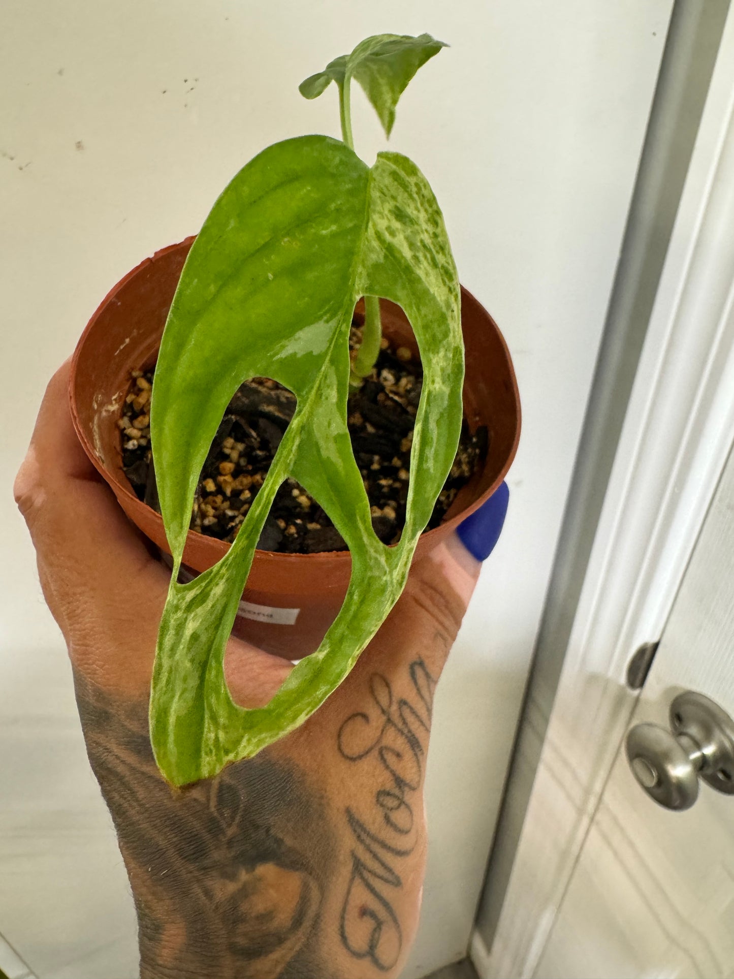 Monstera Adansonii Mint