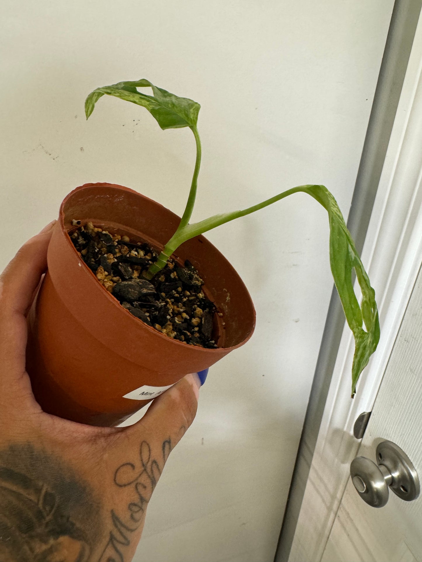 Monstera Adansonii Mint