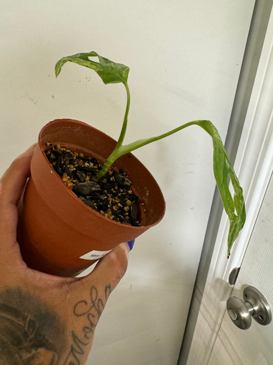 Monstera Adansonii Mint