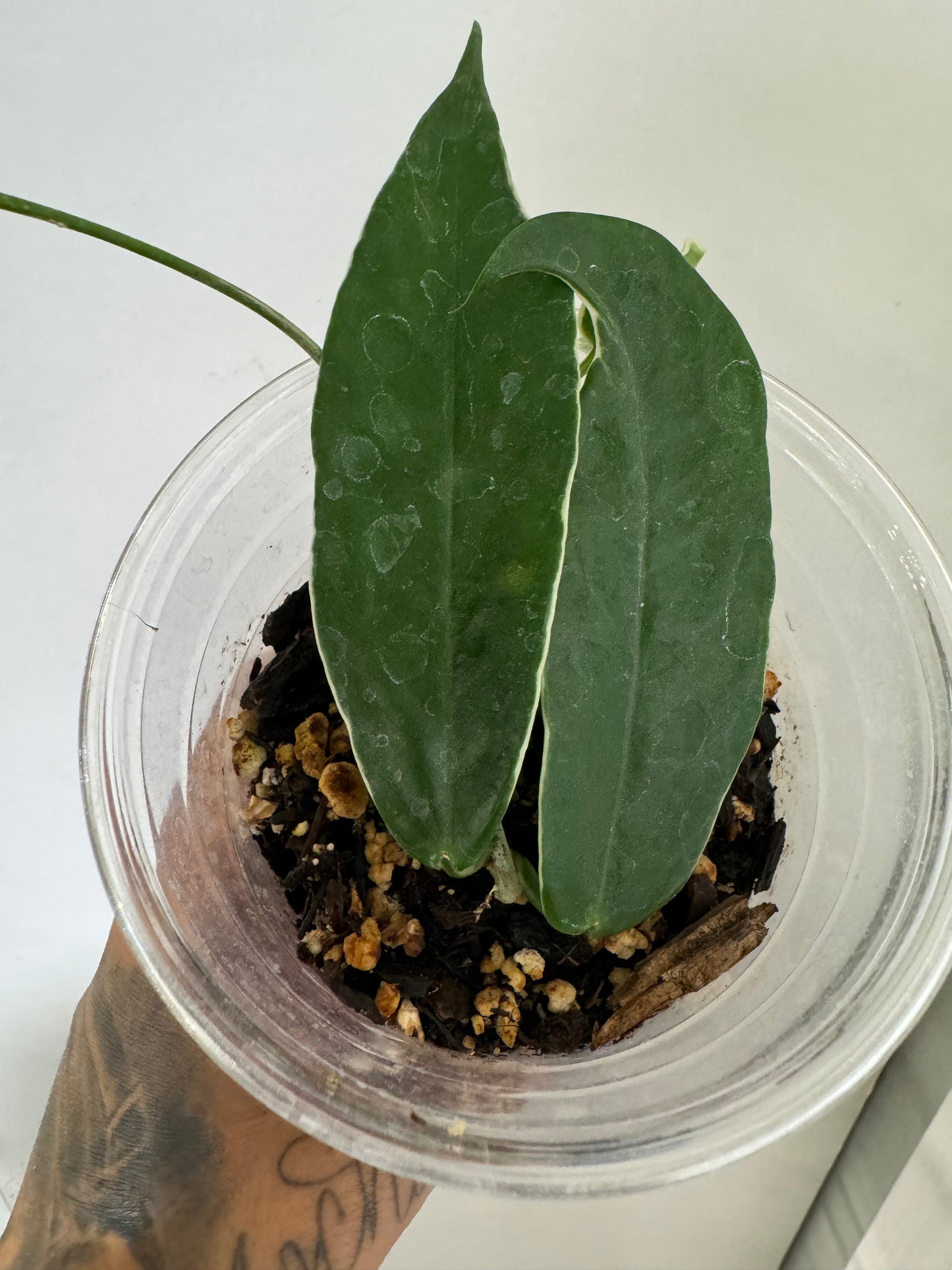 Hoya kenejiana albo