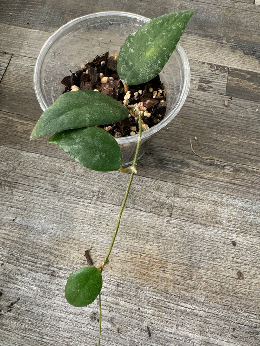 Hoya Caudata SSP Red