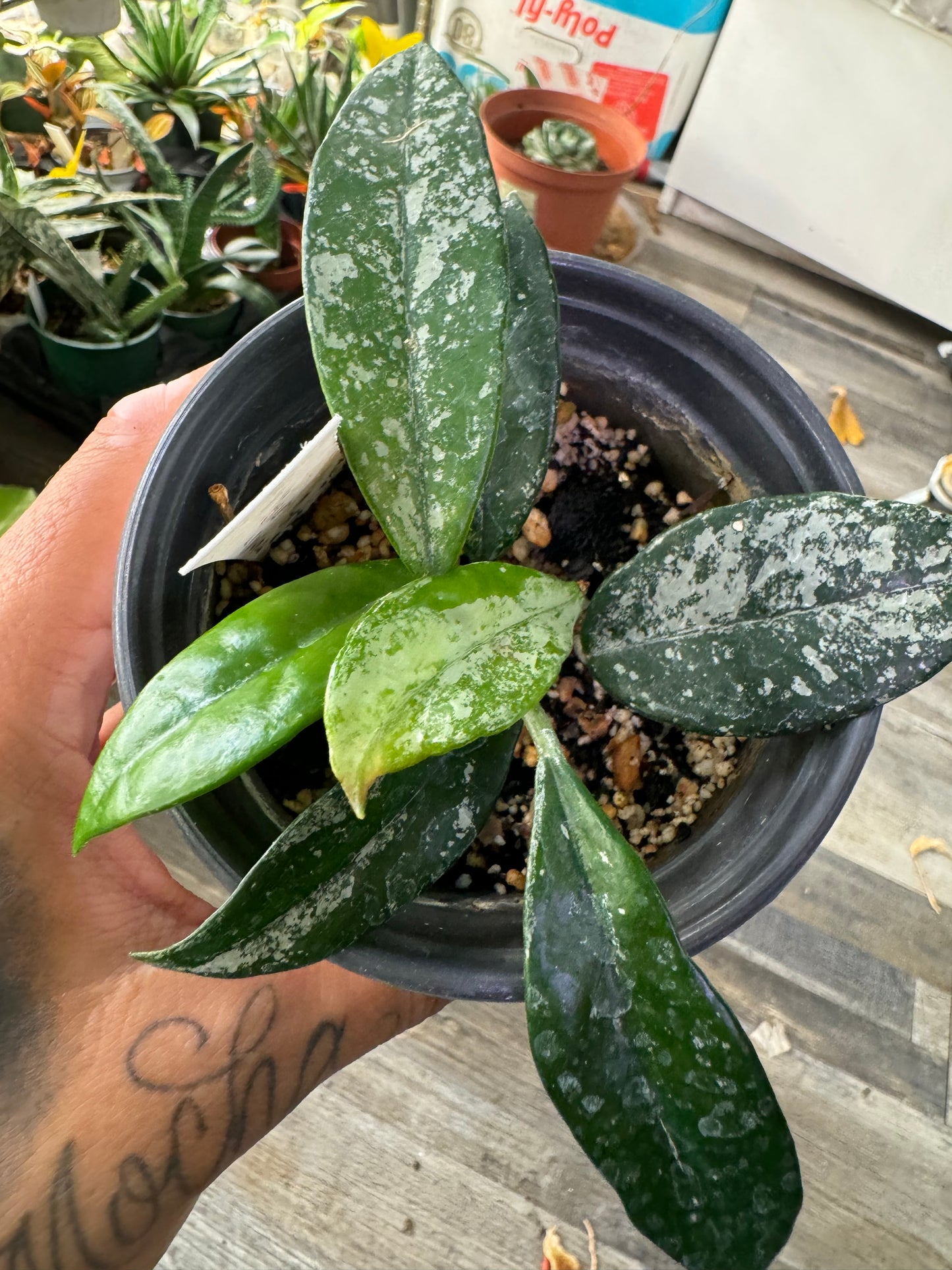 Hoya Wilbur Graves China White Flower