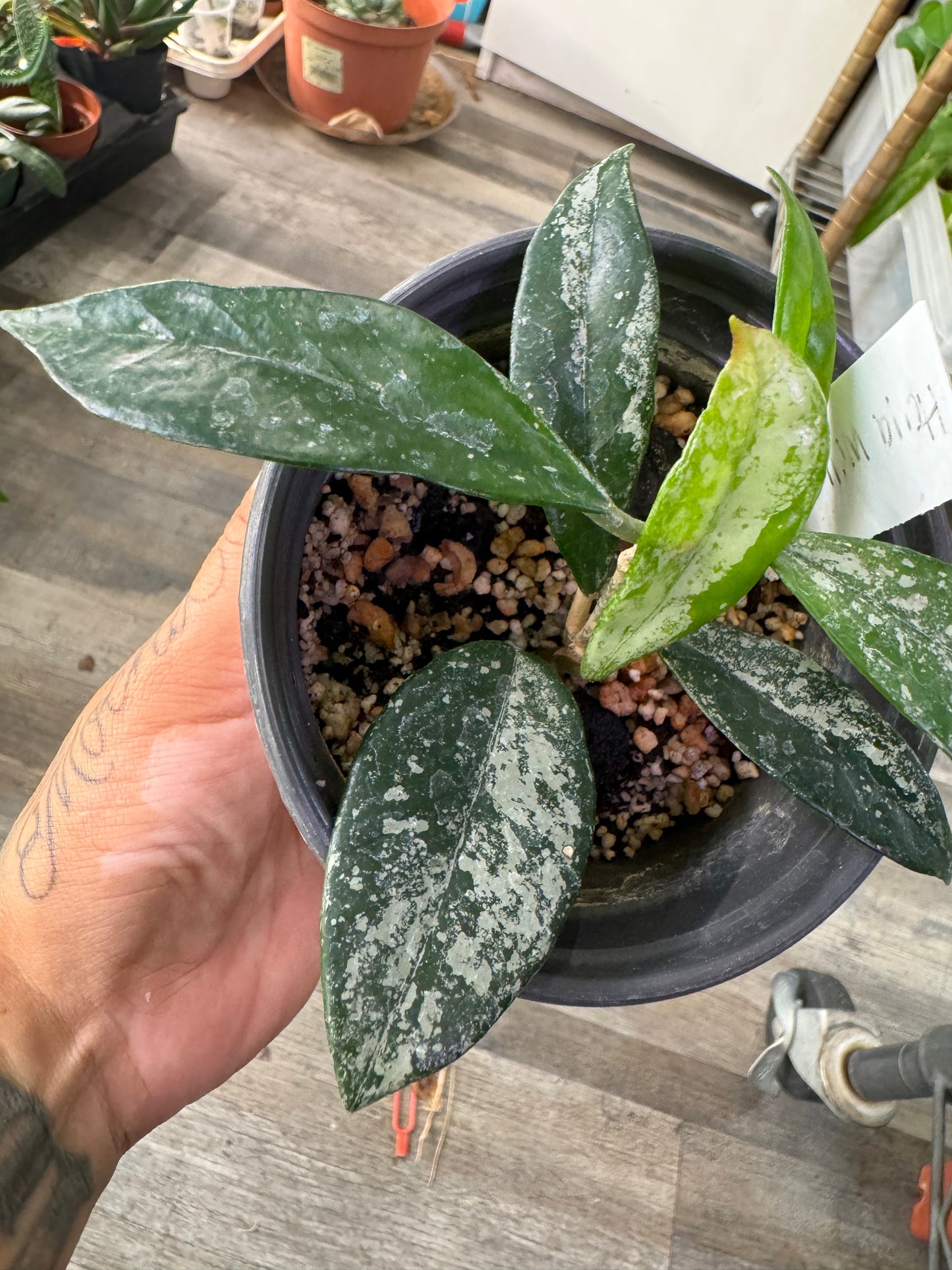 Hoya Wilbur Graves China White Flower