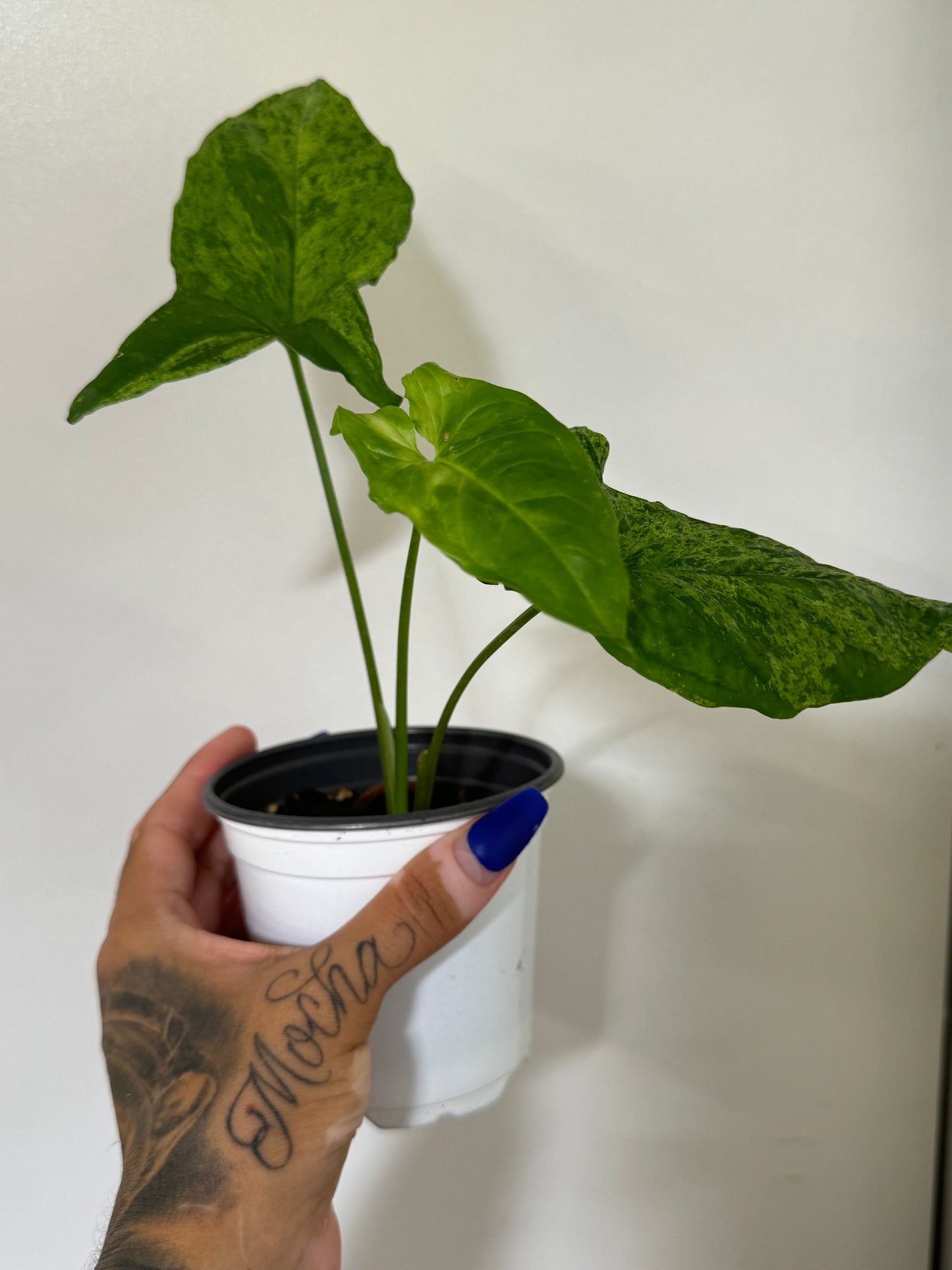 Syngonium Mojito