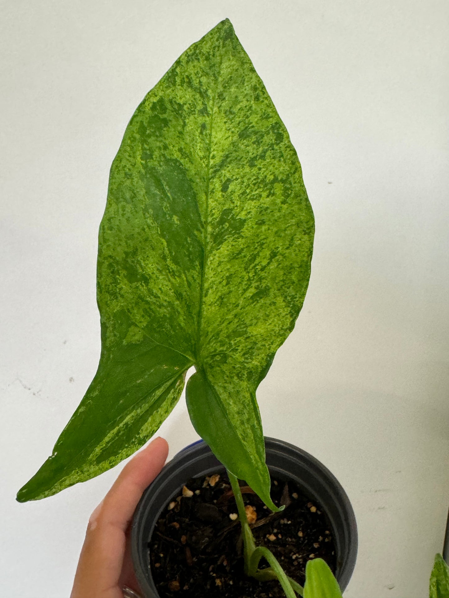 Syngonium Mojito