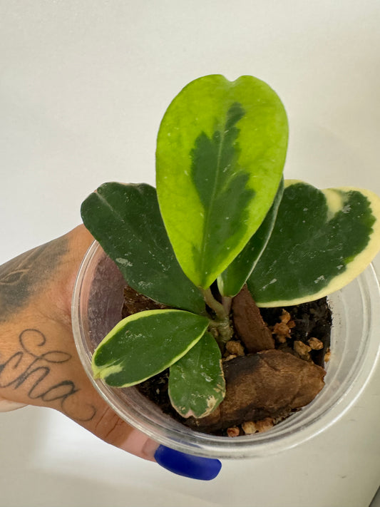 Hoya Obovata Albo (outer variegated)