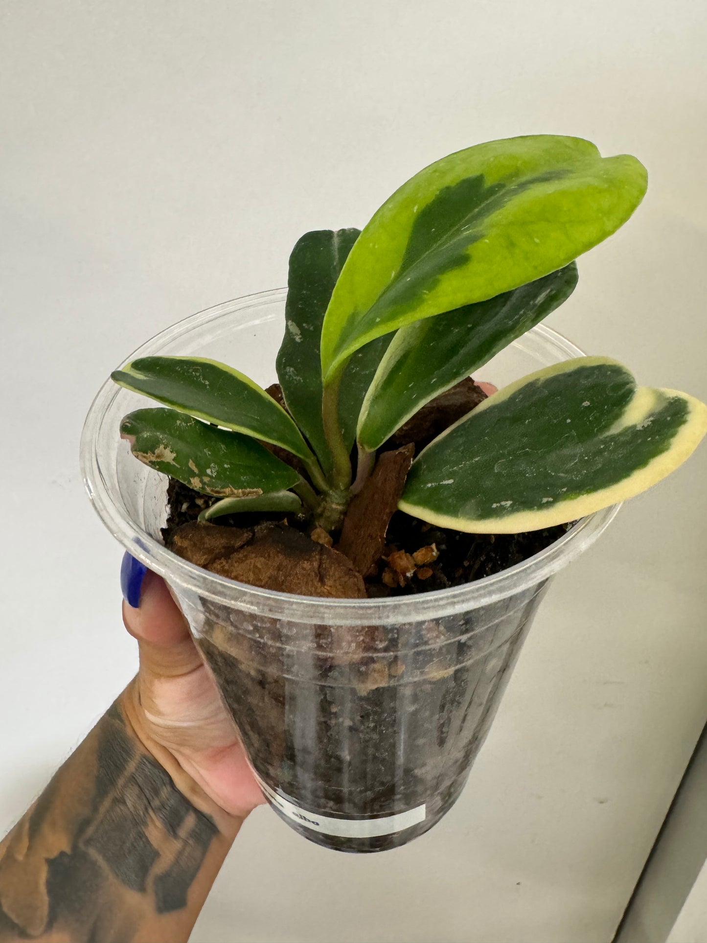 Hoya Obovata Albo (outer variegated)