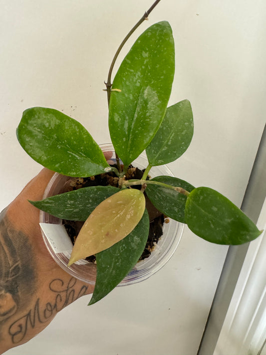 Hoya Memoria x 126 Plant