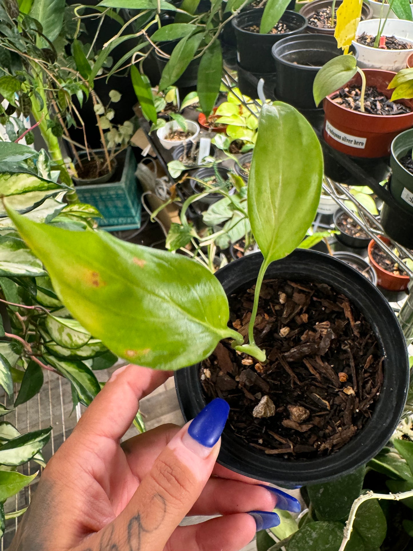 Monstera Subpinnata