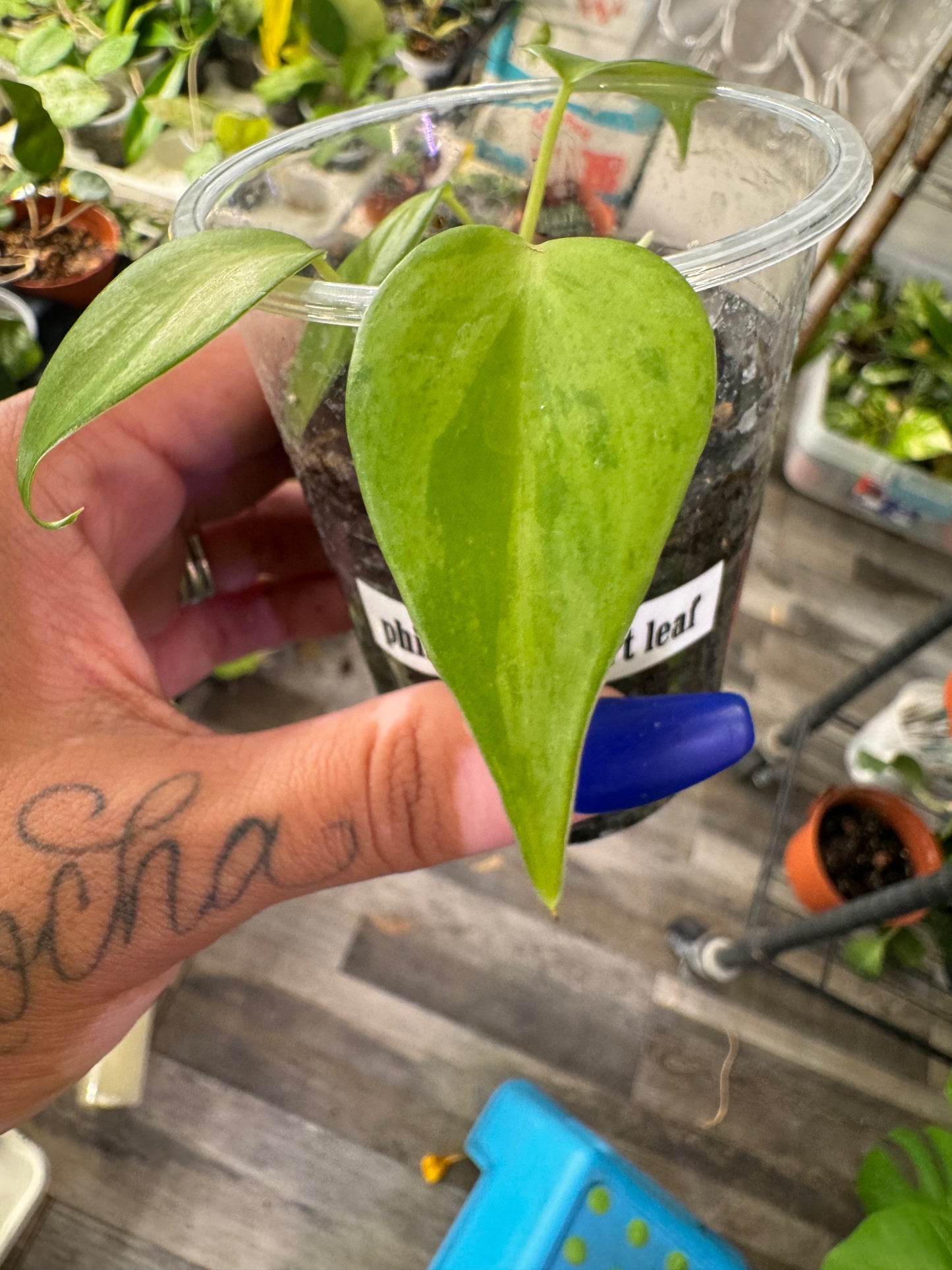 Variegated Hederaceum heart leaf Starter plants