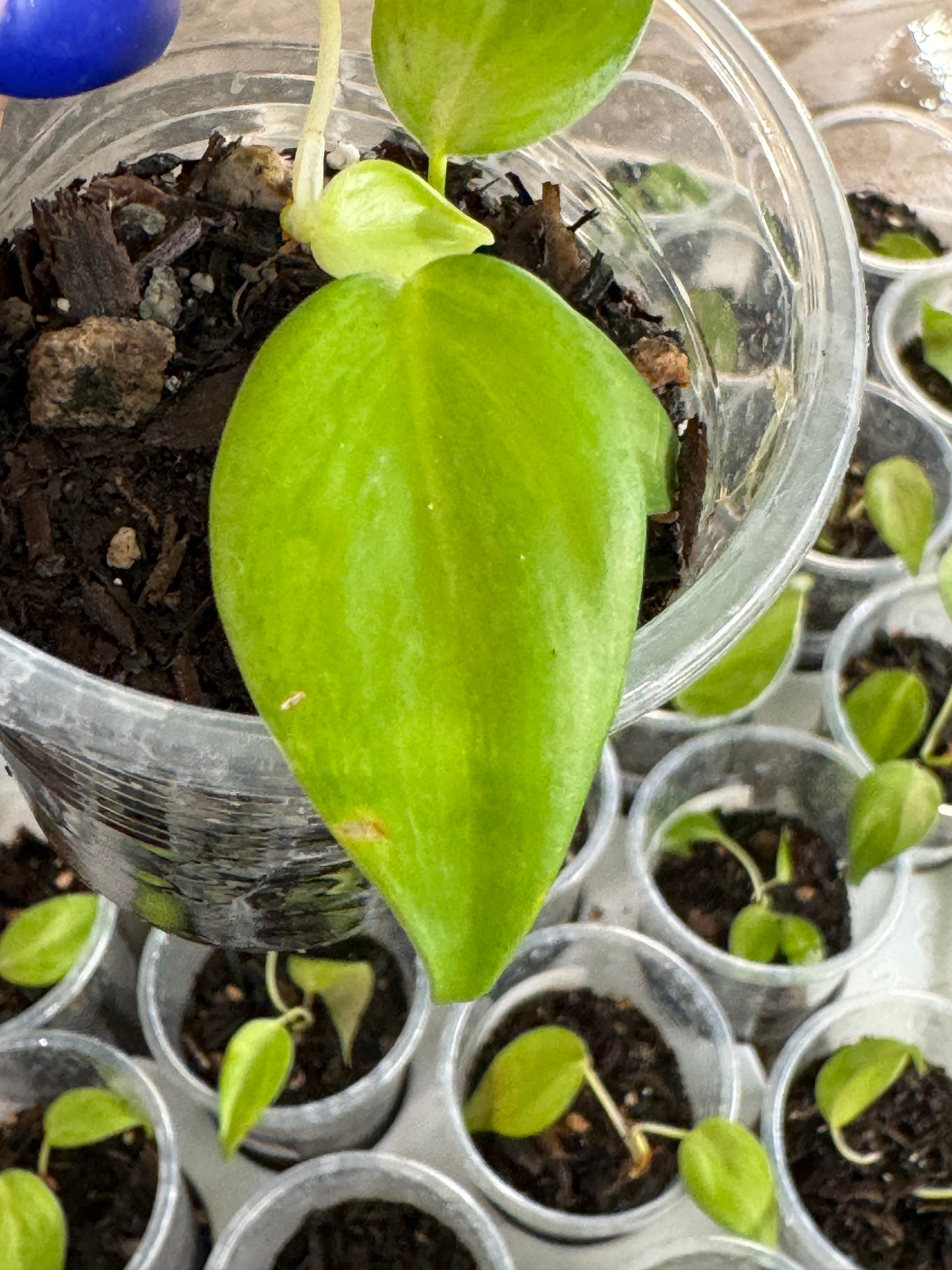 Variegated Hederaceum heart leaf Starter plants