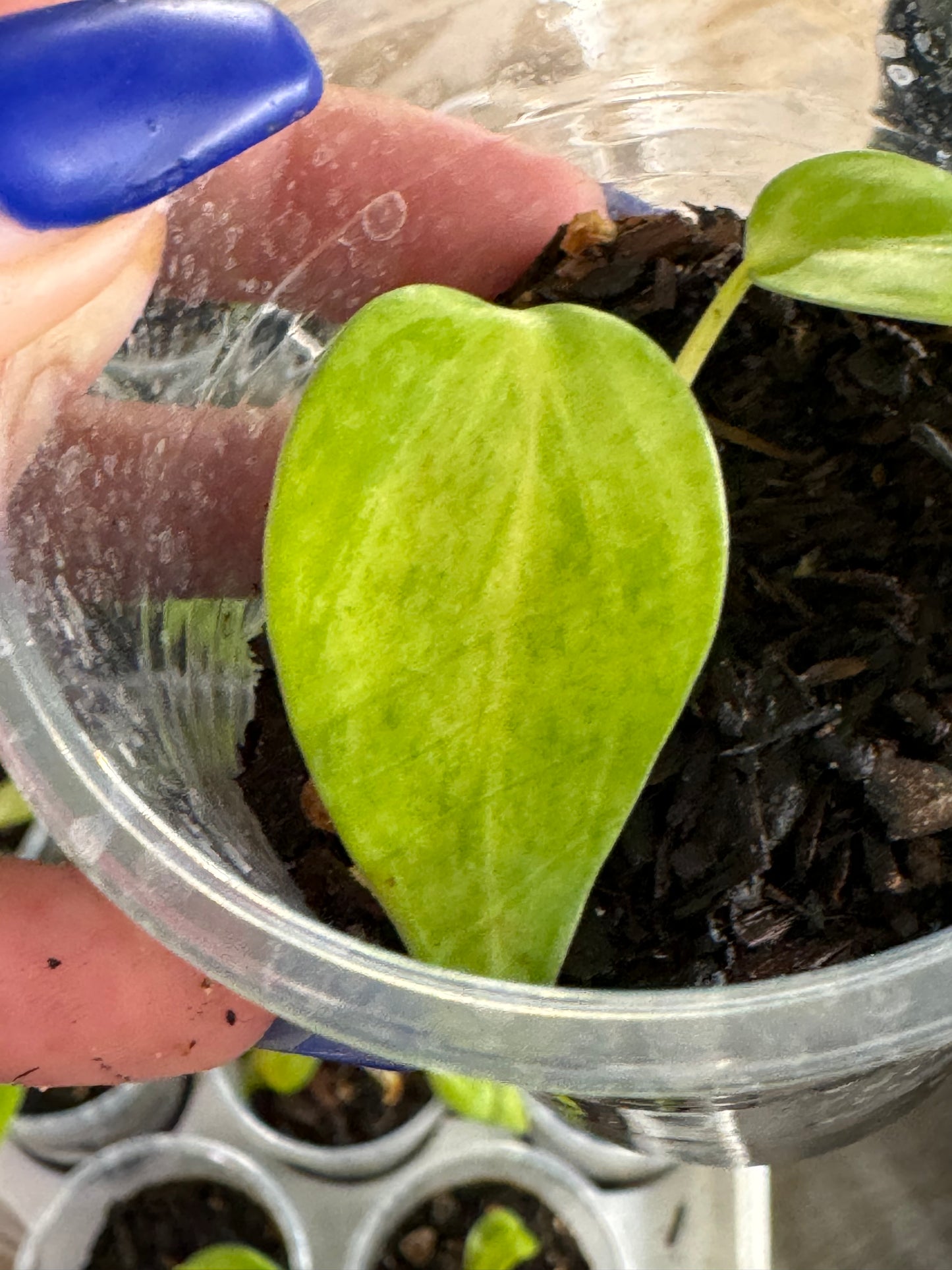 Variegated Hederaceum heart leaf Starter plants