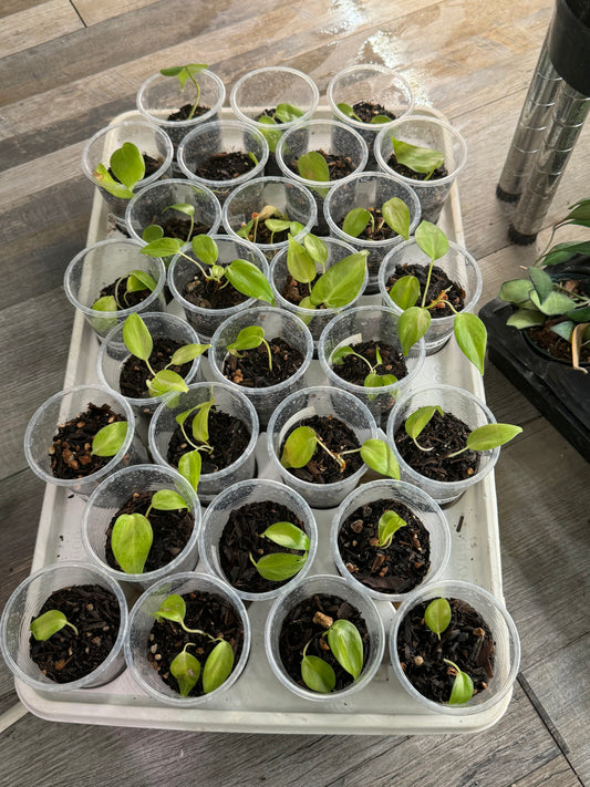 Variegated Hederaceum heart leaf Starter plants