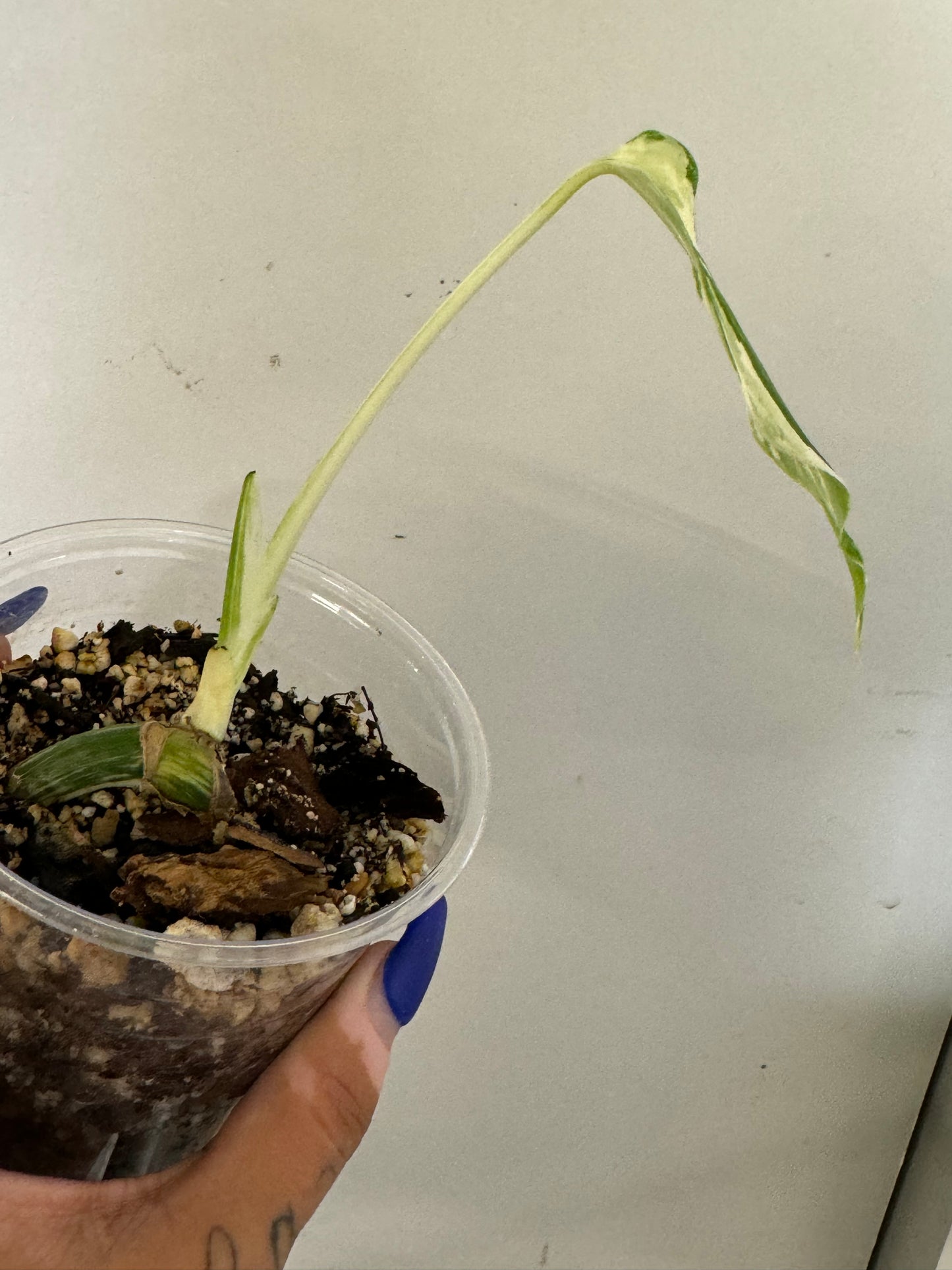 Variegated Monstera Albo