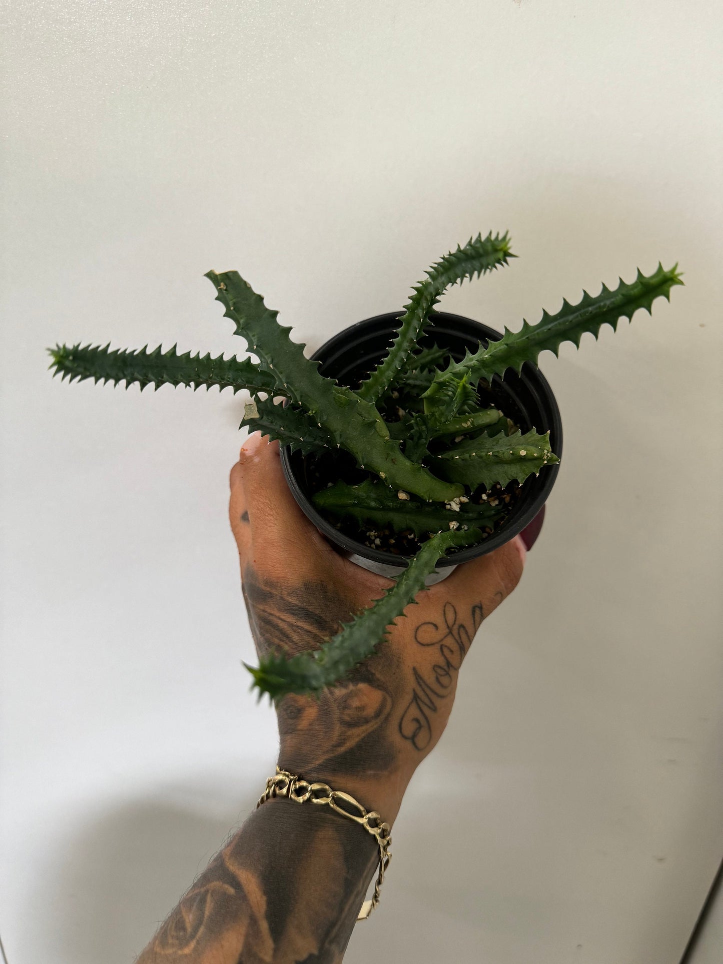 4” Huernia Zebrina Lifesaver plant