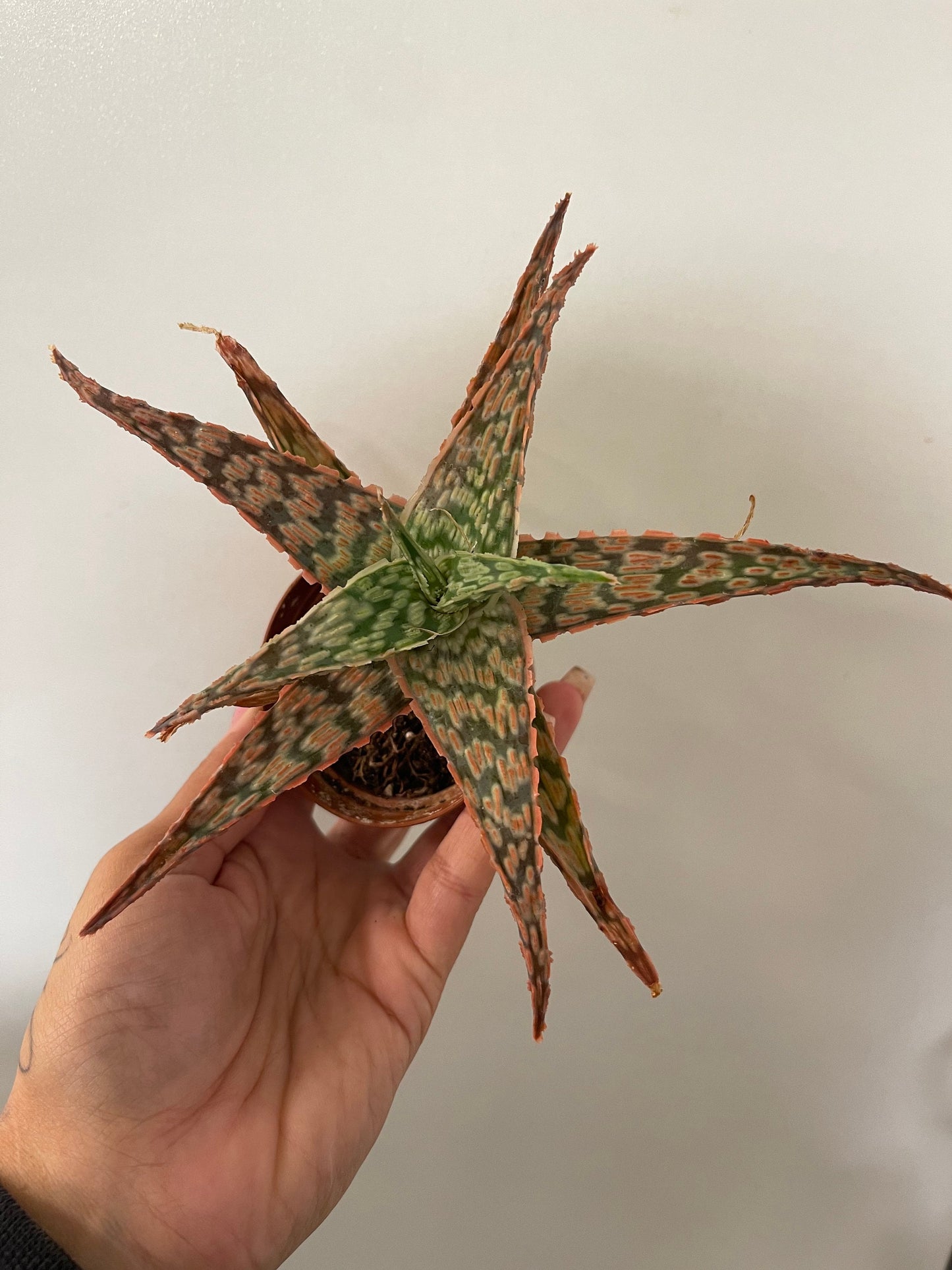 Aloe Unknown Name Plant