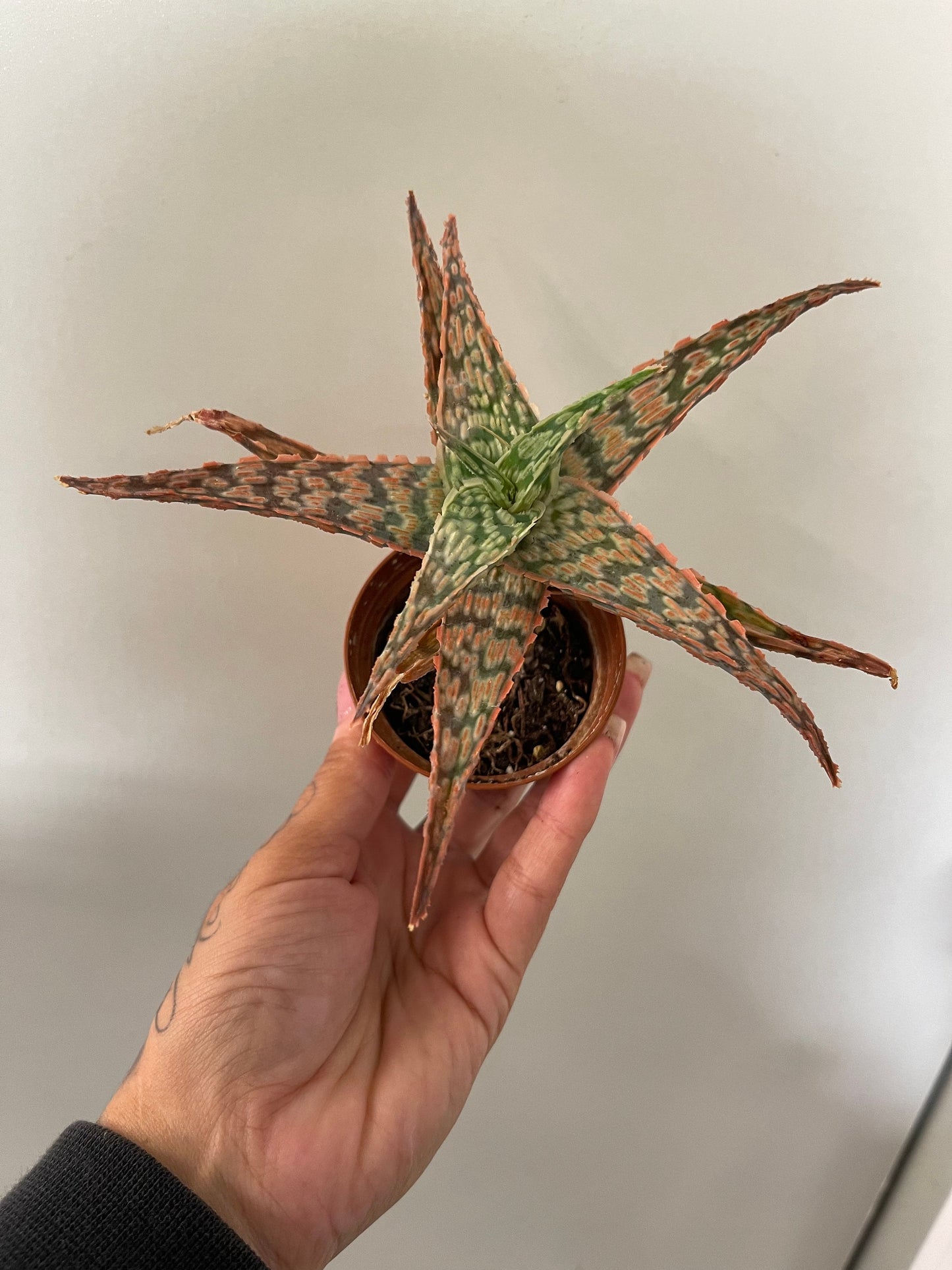 Aloe Unknown Name Plant
