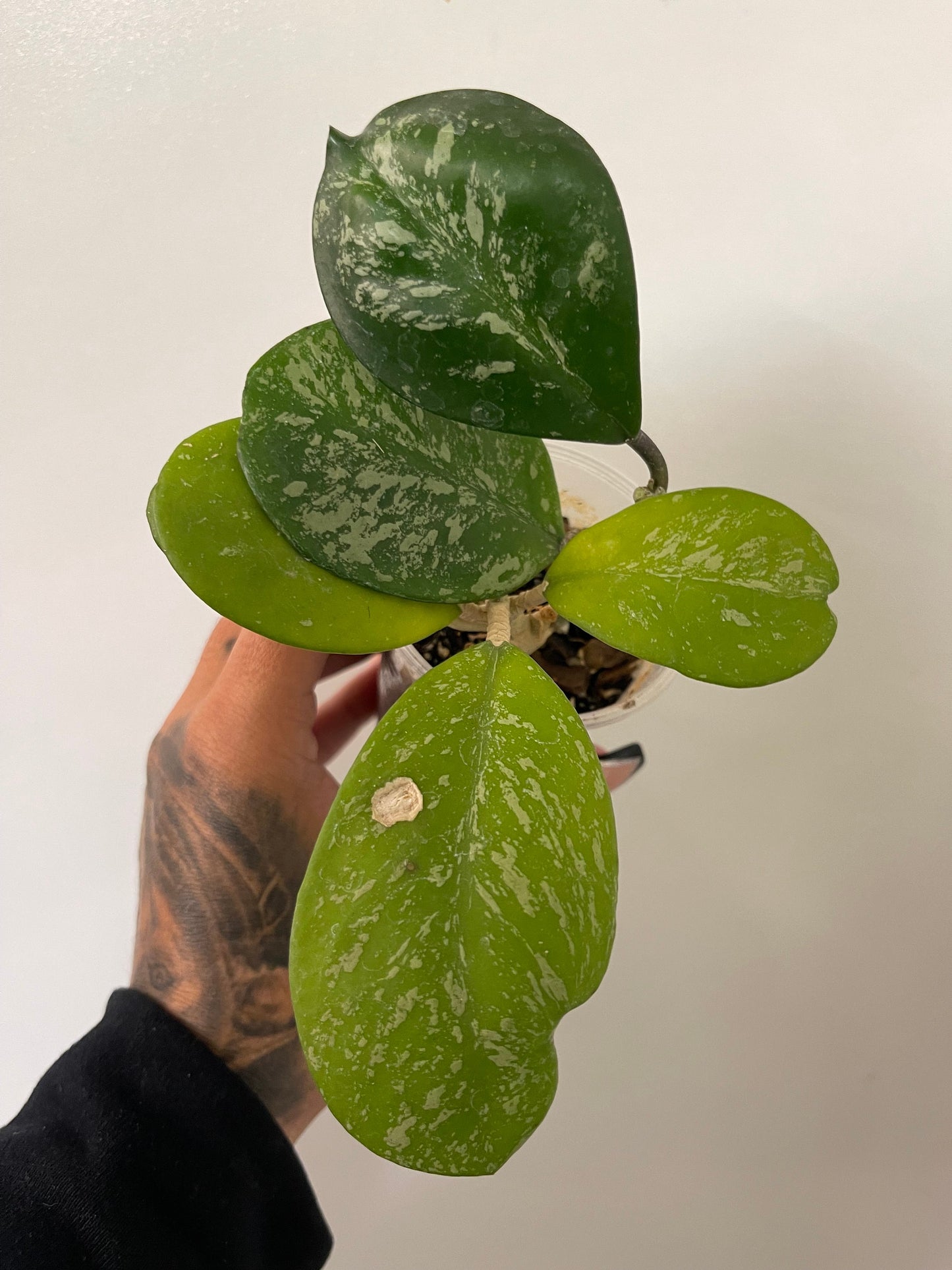 Hoya Obovata splash Plant