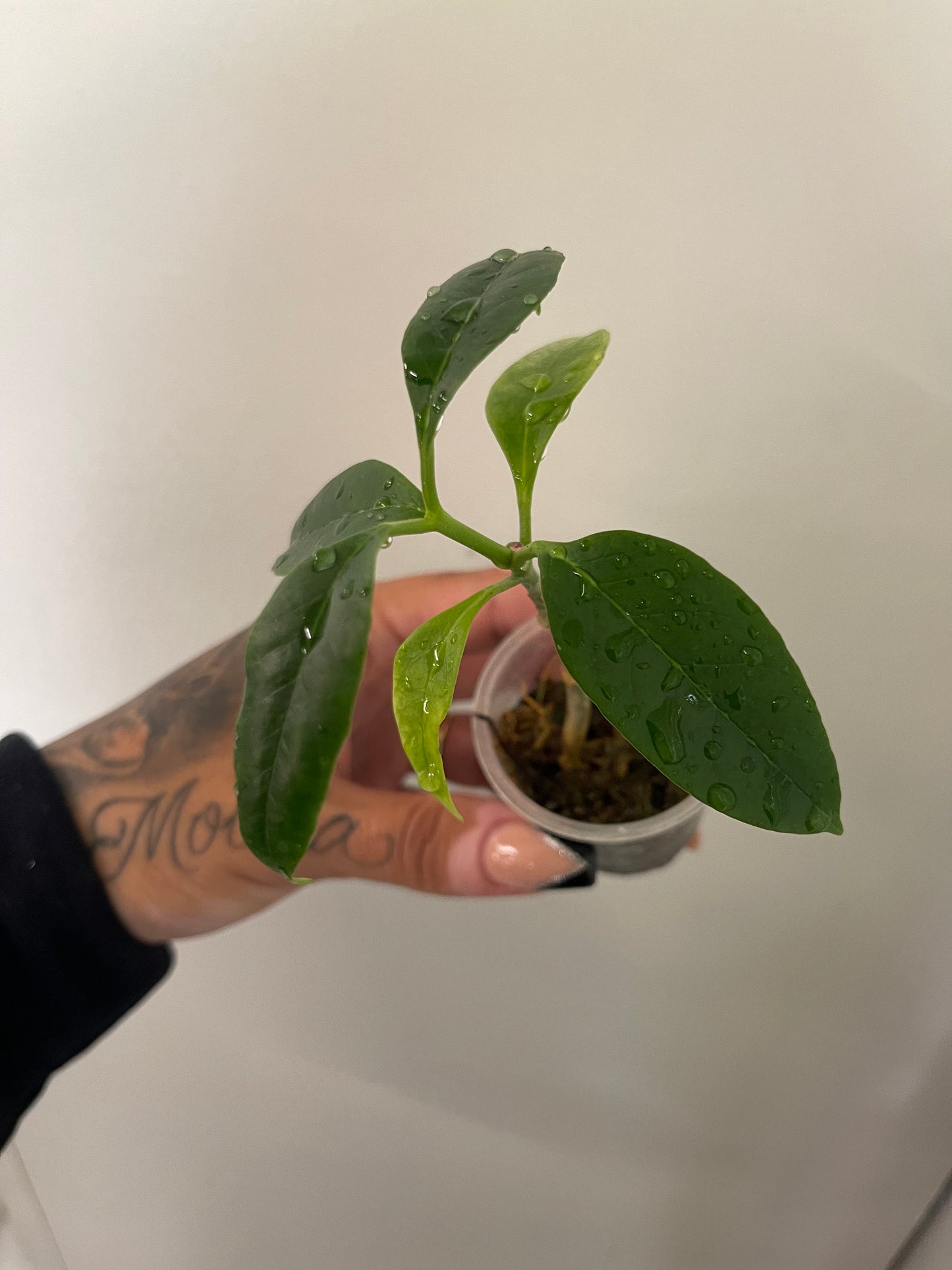 Hoya Multi-Flora (Small)