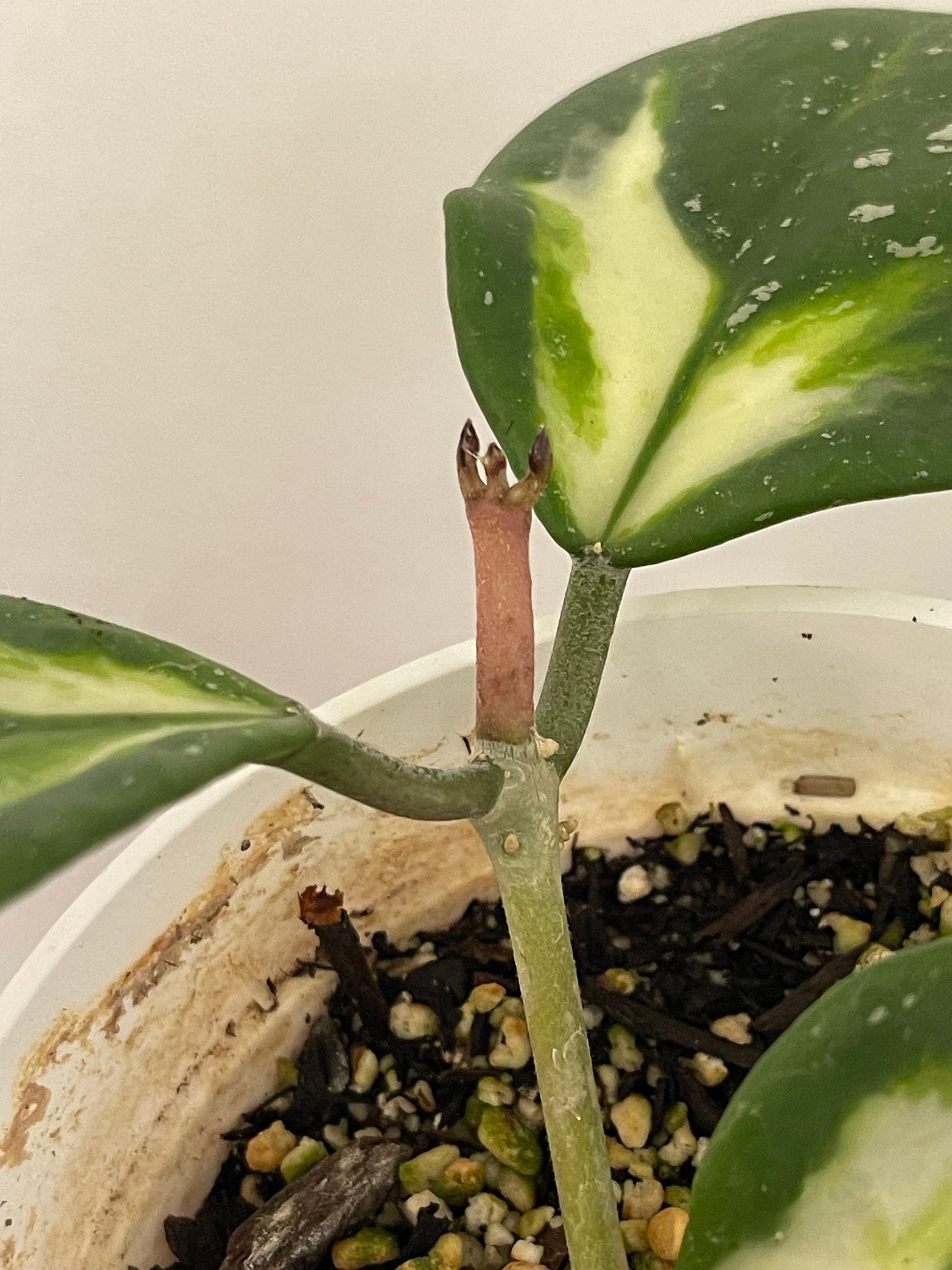 RARE 4” Hoya Variegated Obovata Plant "read description"